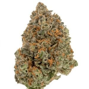 Tannenbusch 31/1 TF (Tubitti Frubitti)