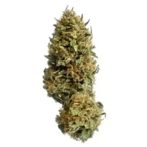 AMICI 24/1 BH  (Blueberry Headband)