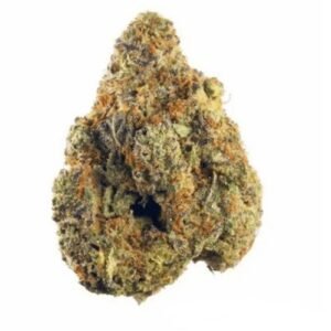 NOC AS 23 Chill (Amnesia Kush x Sherbet Sockher)