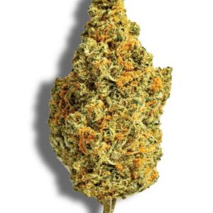 ZOIKS 26/1 TG (Tangrini)