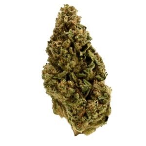 TRUU HS 21/1 (Rainbow Dawg)